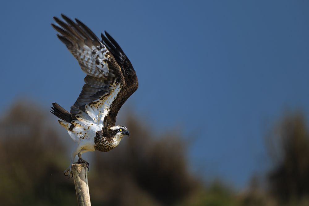 Фотография автора Roy Diganta