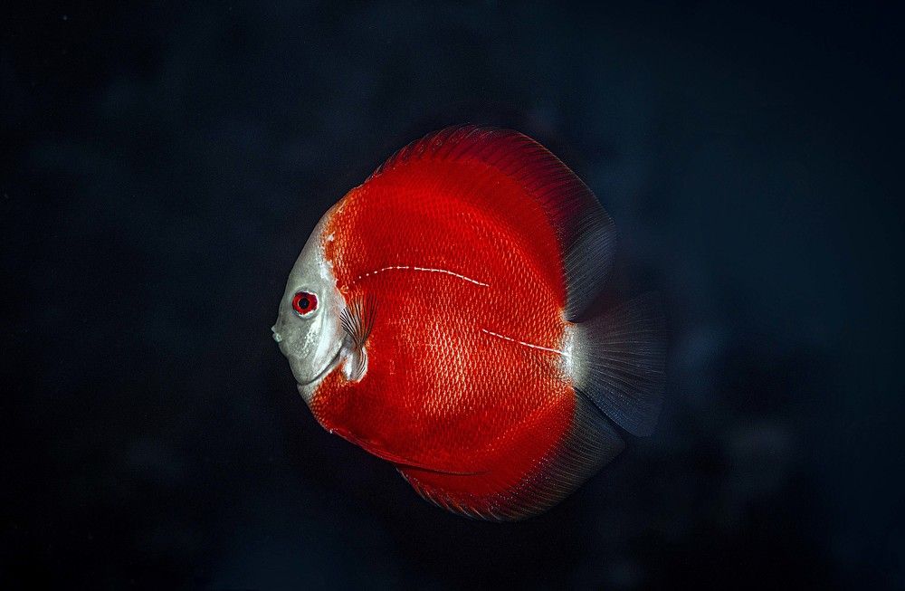 Фотография автора ChonTin NeCoTi