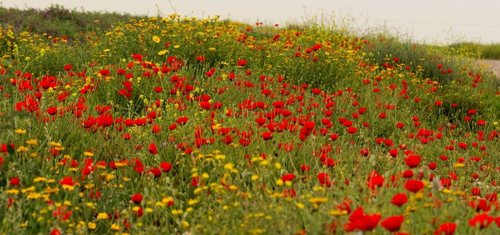 Photograph by Валентина Лопаткина
