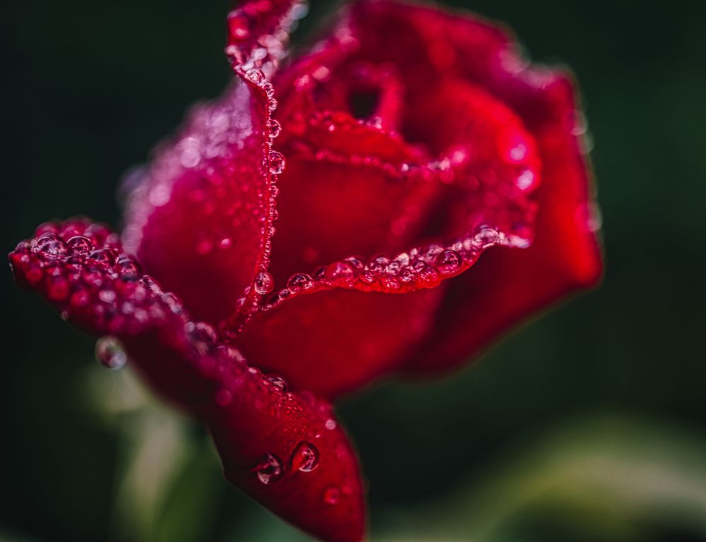 Фотография автора David Solodar