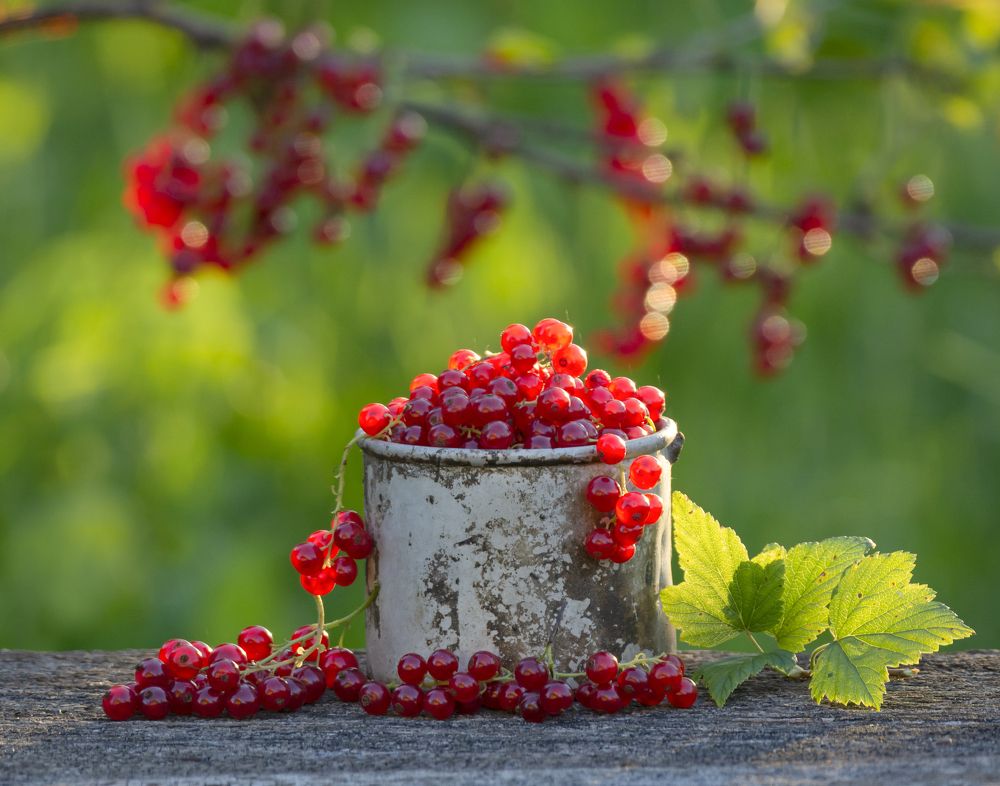 Photograph by Александр Гвоздь