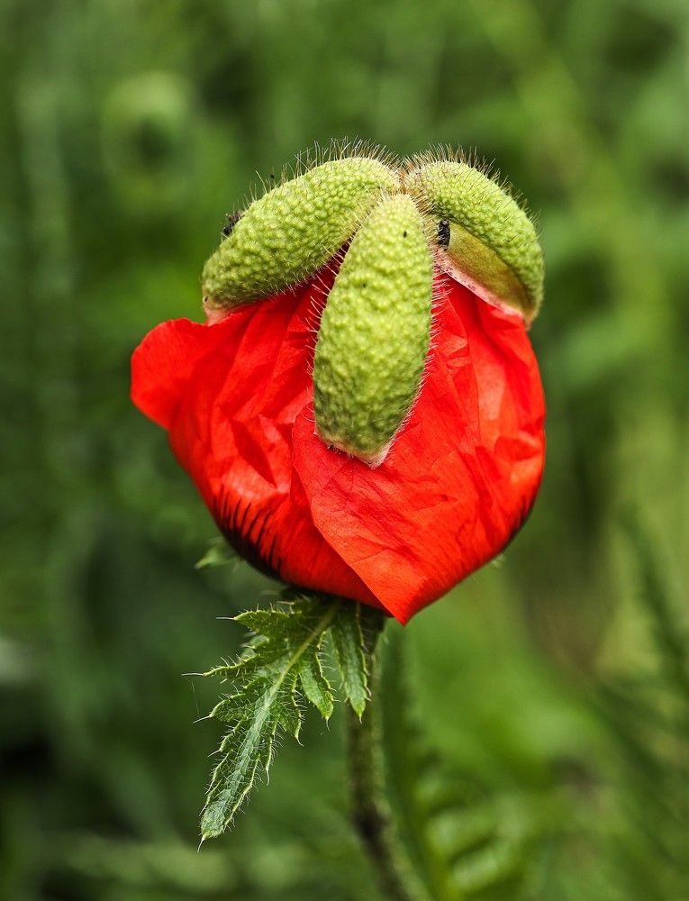 Photograph by Елена Одынец