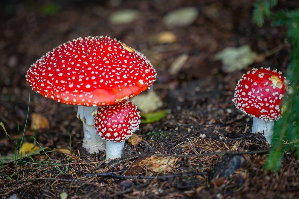 Photograph by Очева Наталья Александровна