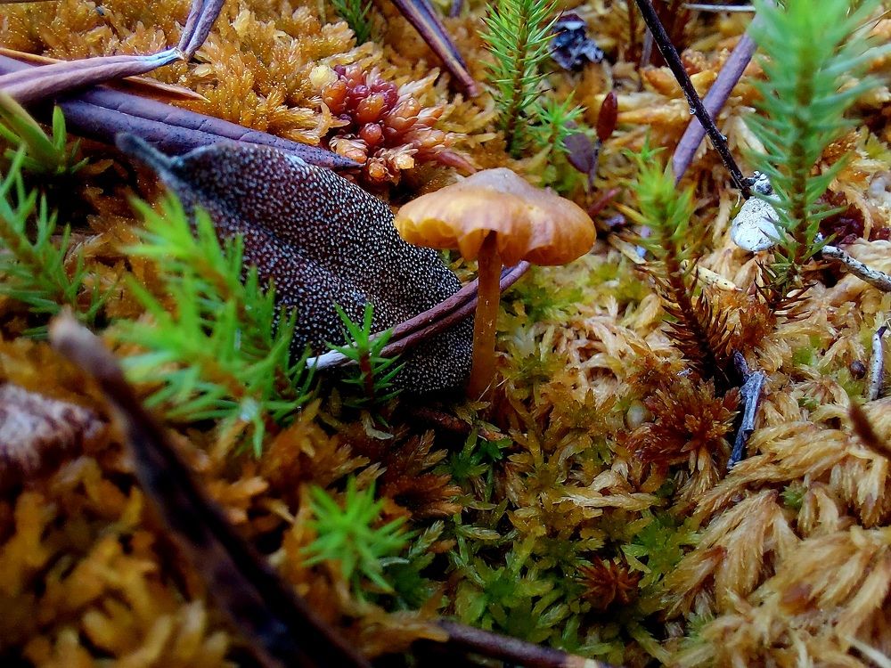 Photograph by Татьяна Фоевцева