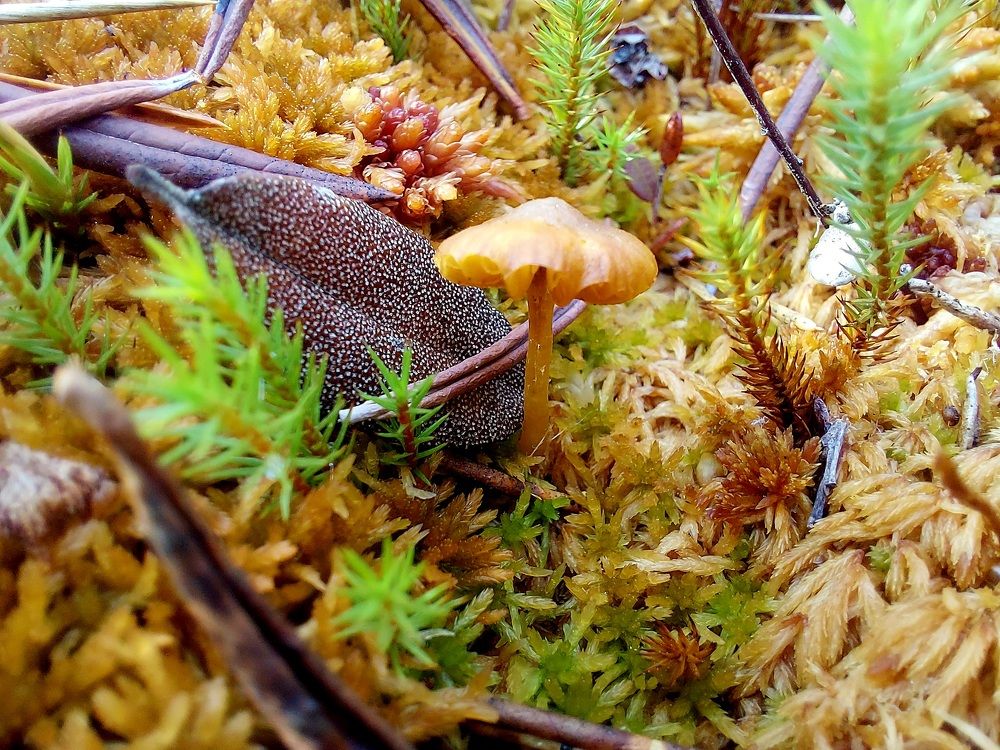 Photograph by Татьяна Фоевцева