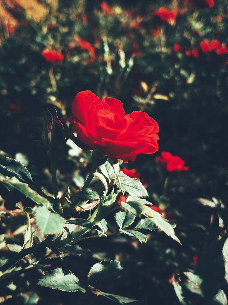 Photograph by Юлия