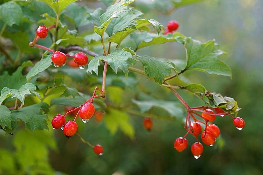 Photograph by Галина Кан