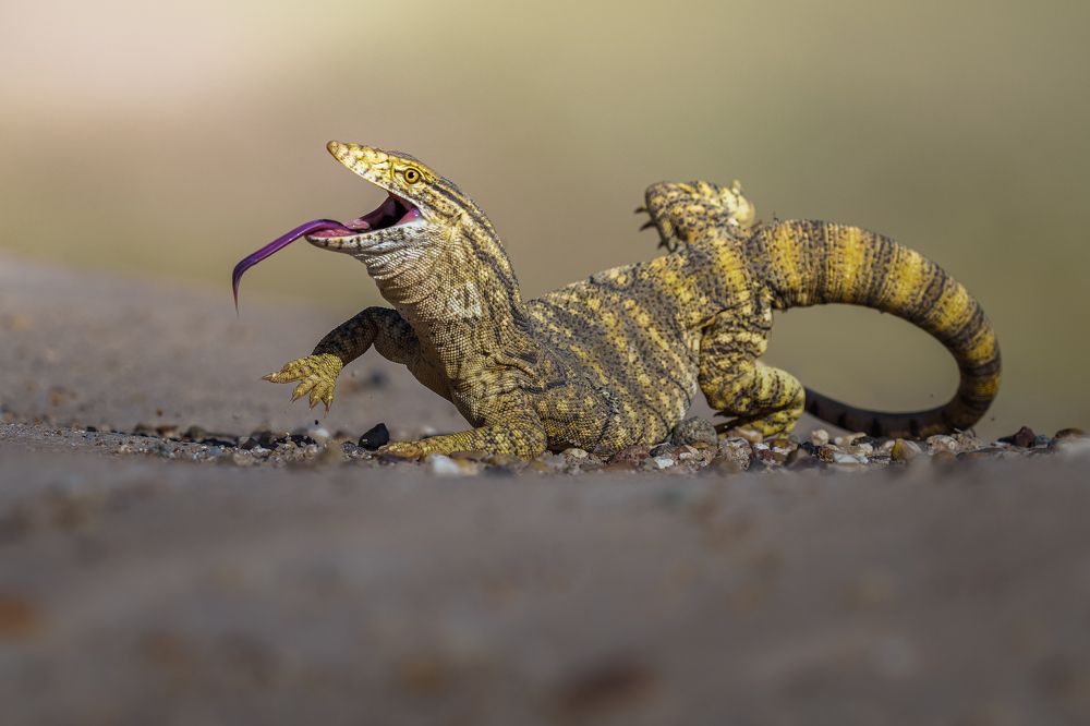 Photograph by Ahmed Sobhi