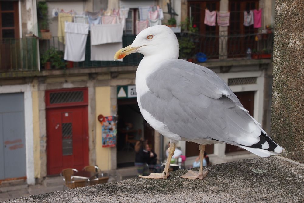 Photograph by Vladimir Rybalko