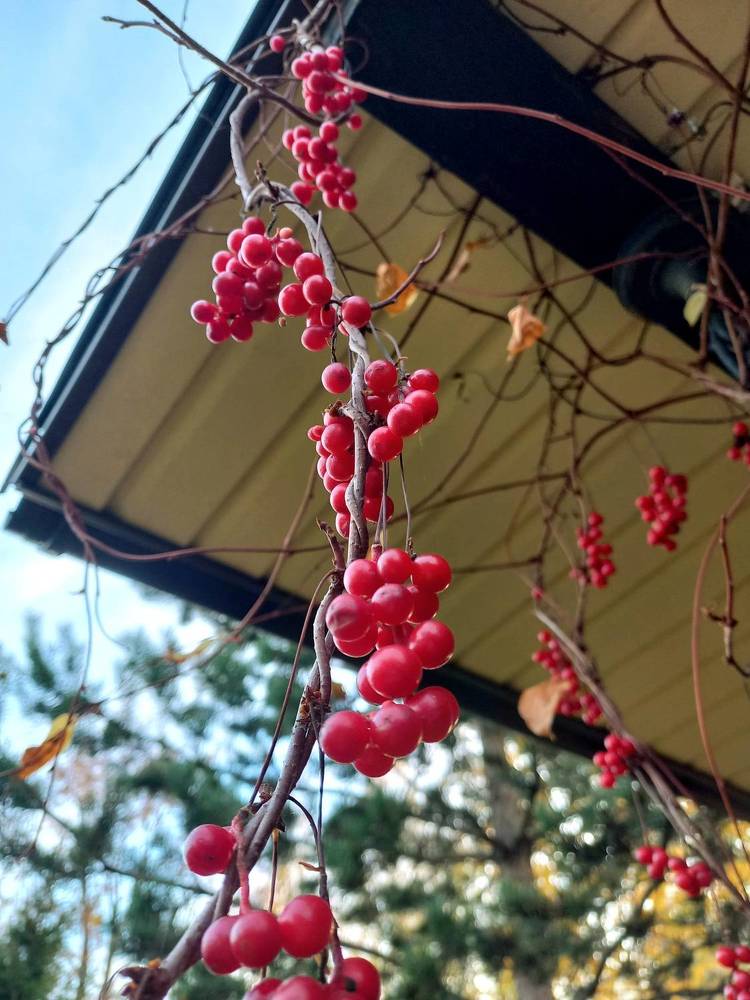 Photograph by Яна