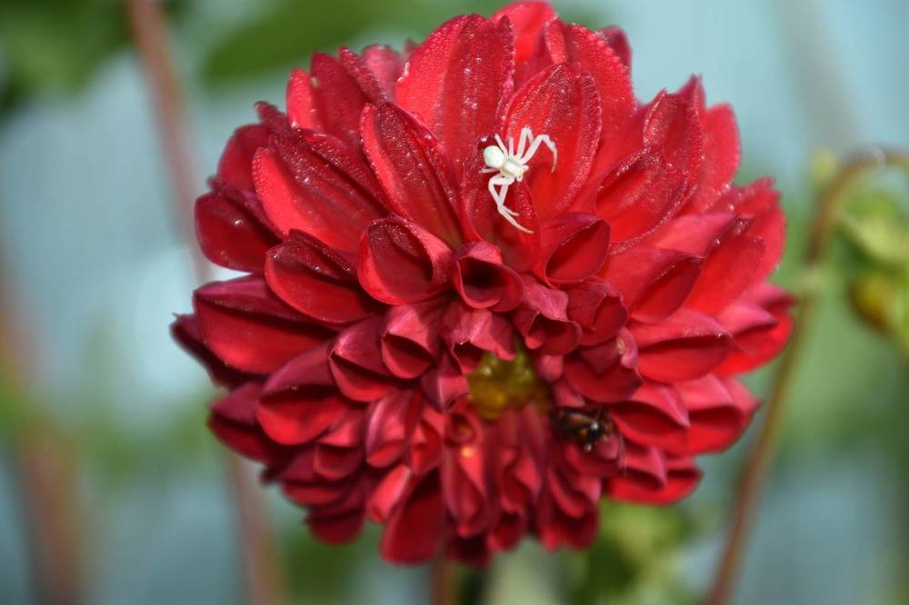 Photograph by Ирина Алексеевна Дудаль-Вологодская