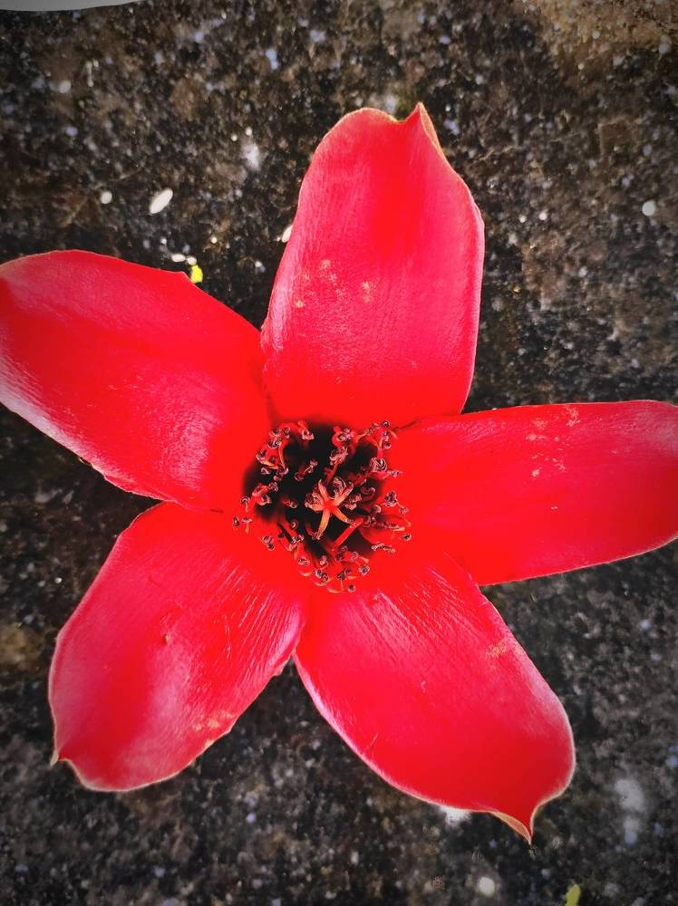 Фотография автора Debdutt Saha