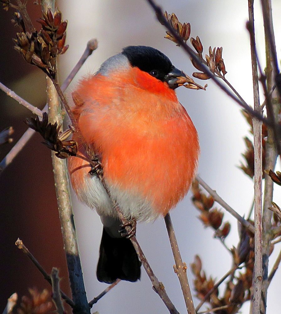 Photograph by Галина Пименова