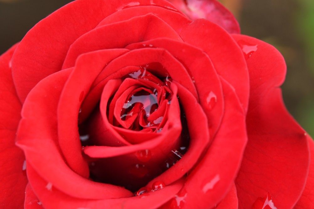 Photograph by Preet saluja