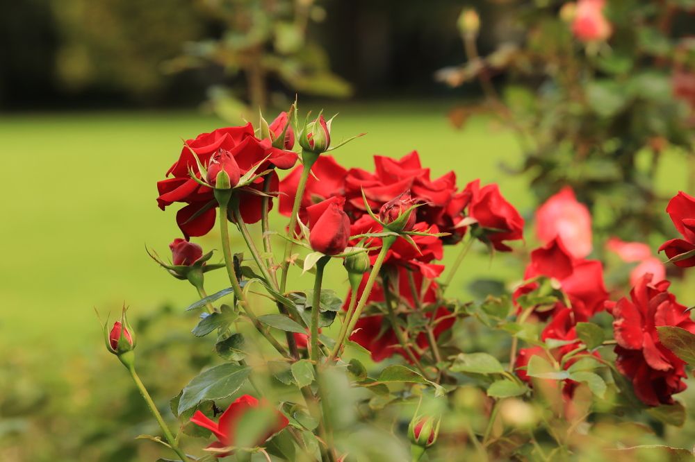 Photograph by Елена Николаева