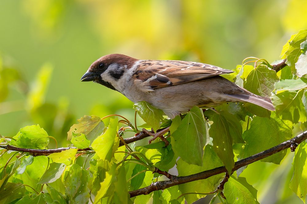 Photograph by Кормашова Татьяна