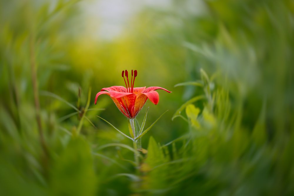 лесная лилия