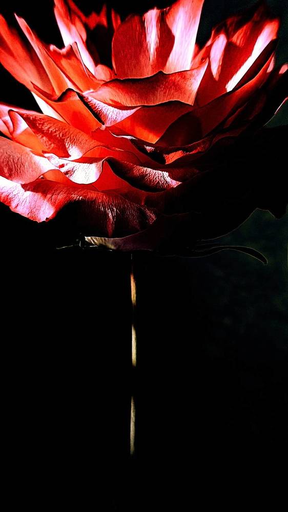 Фотография автора Васильева Ирина