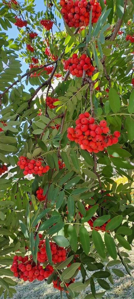 Photograph by Александра Насырова