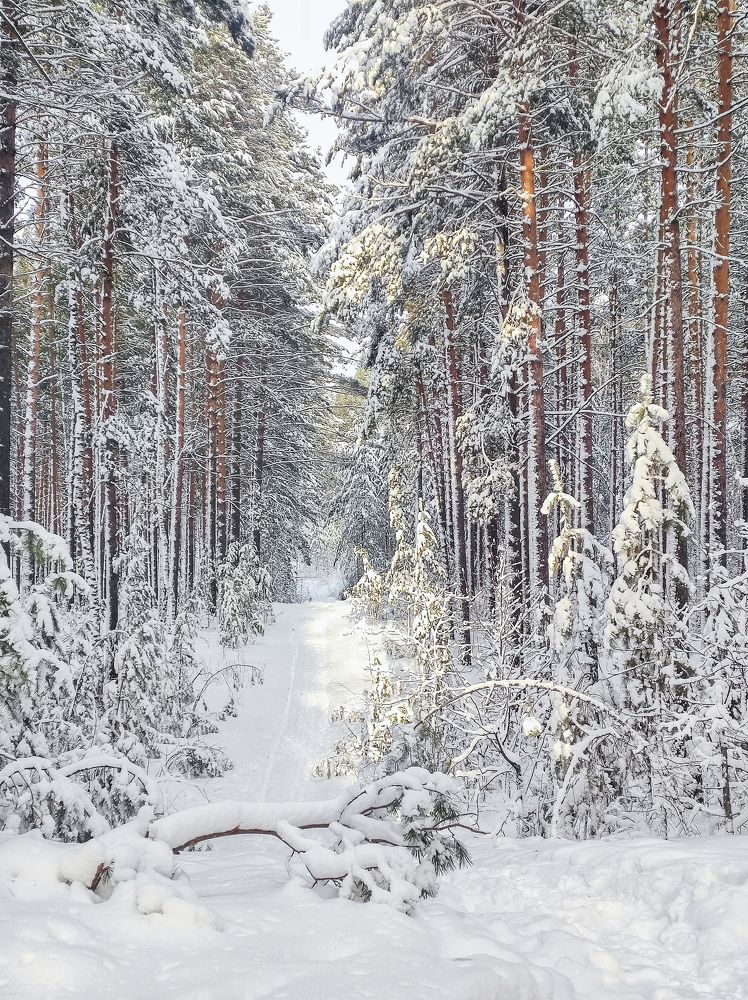 Фотография автора Эльвира Чернова