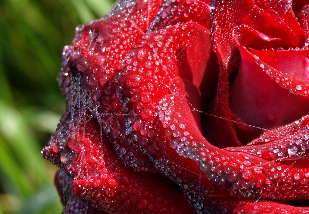 Photograph by Оксана Саранова