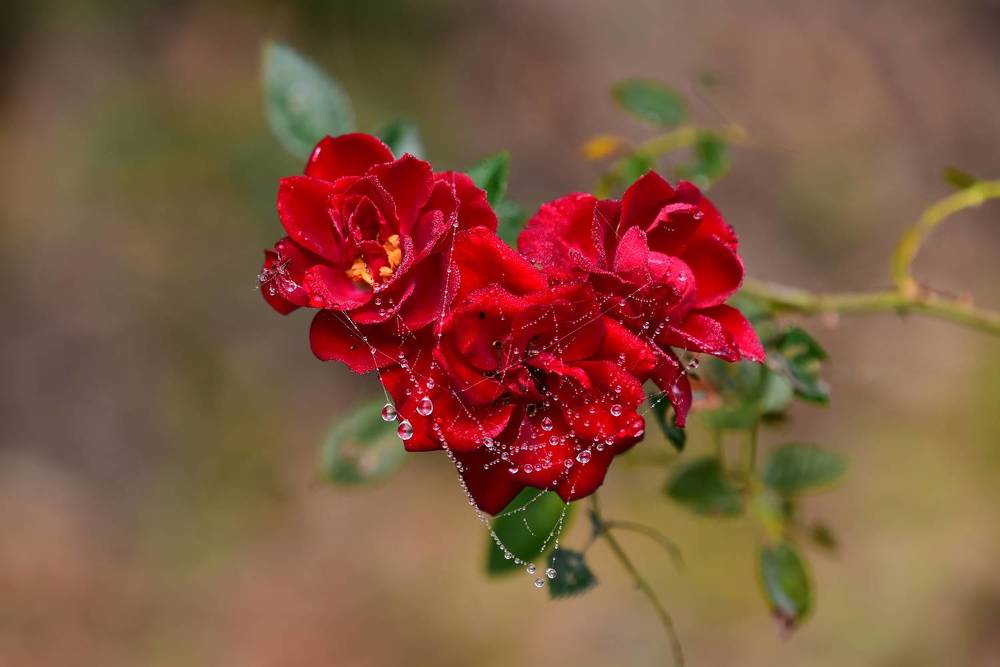 Photograph by Светлана Ивановна