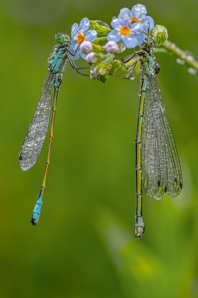 Утреннии стрекозки, в росе