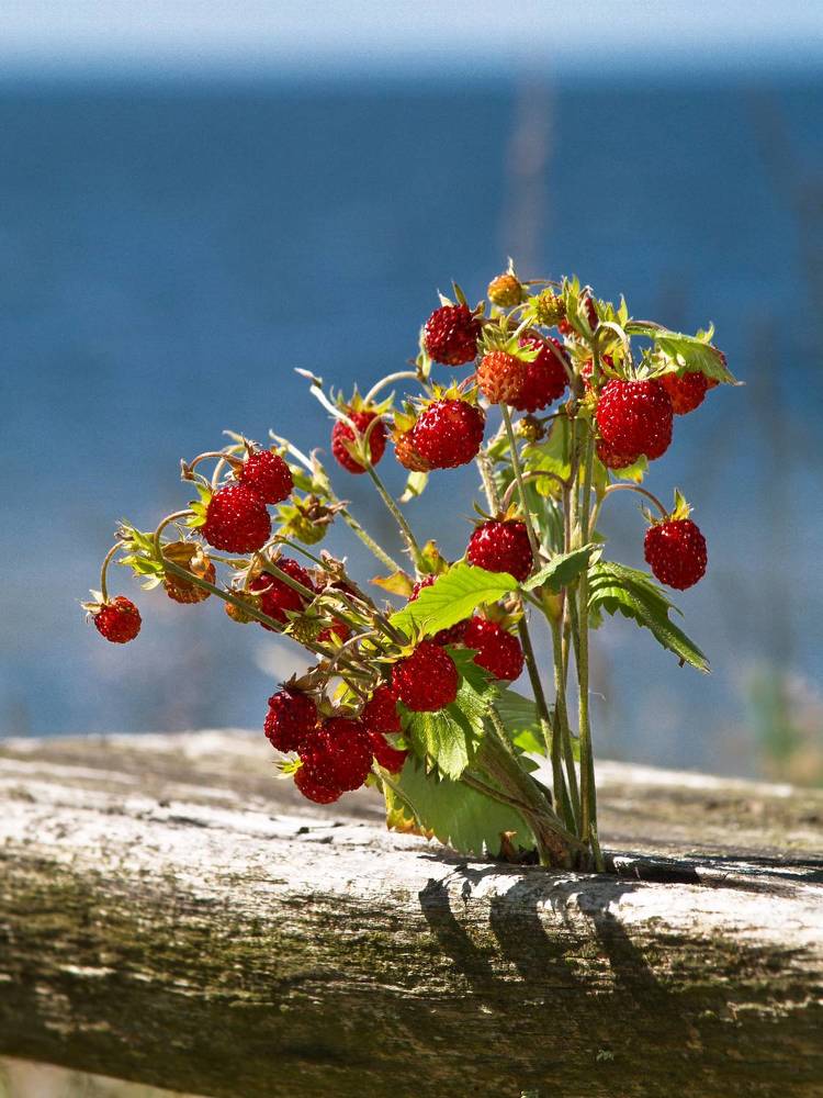 Photograph by Agita Leimane