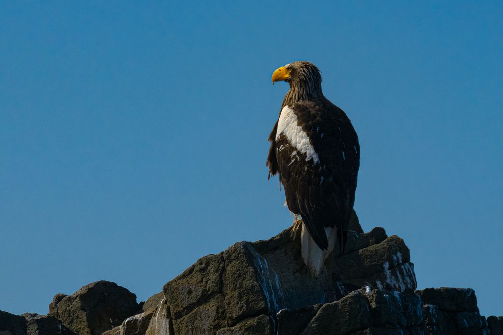 Белоплечий орлан