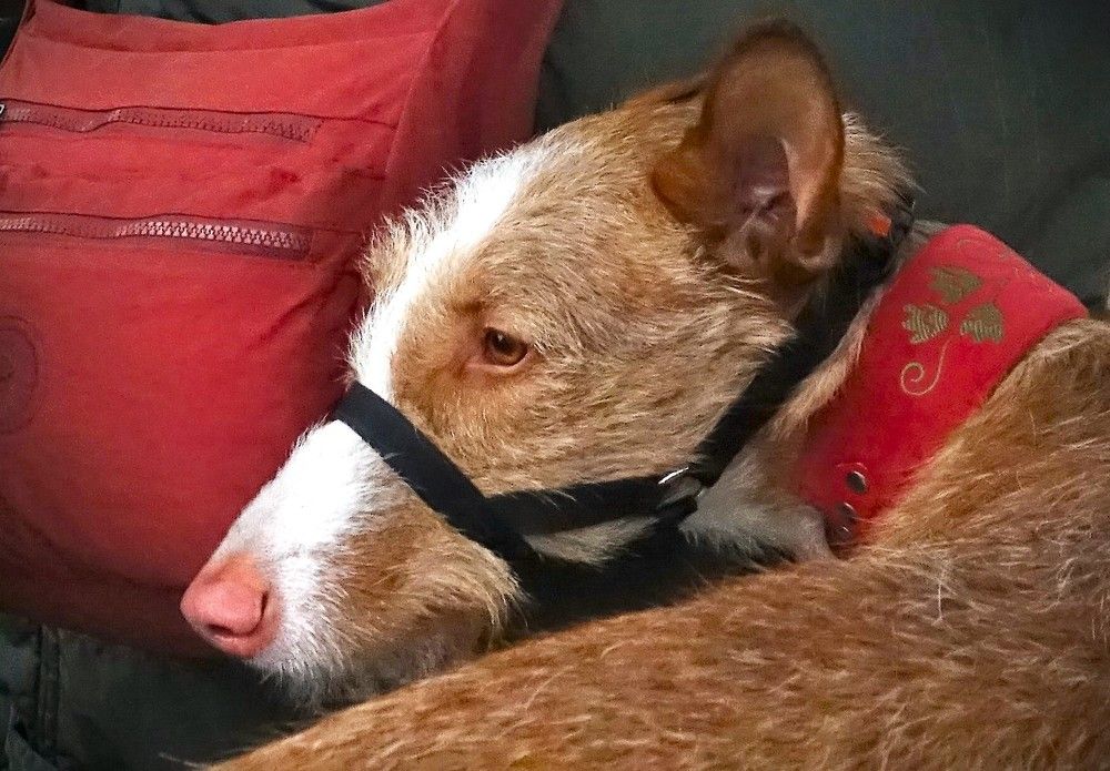 Photograph by jelena konickaja