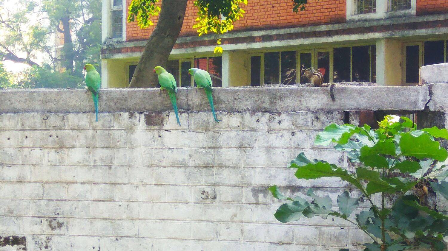 Parrot