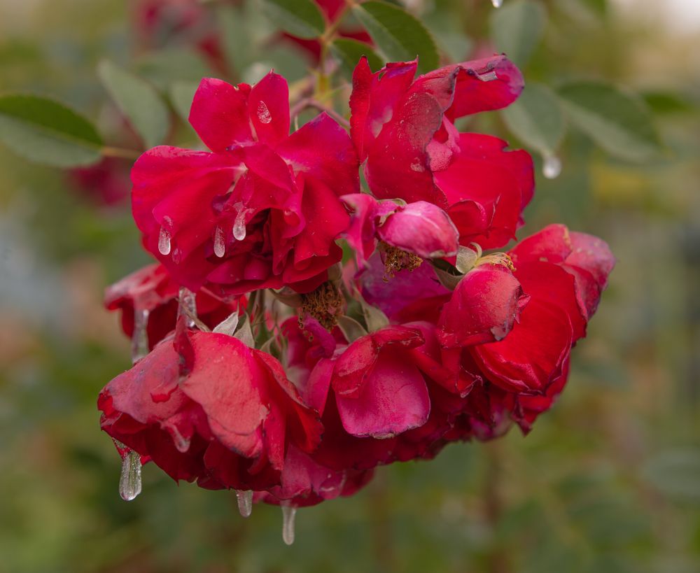 Photograph by Елена Куртеева