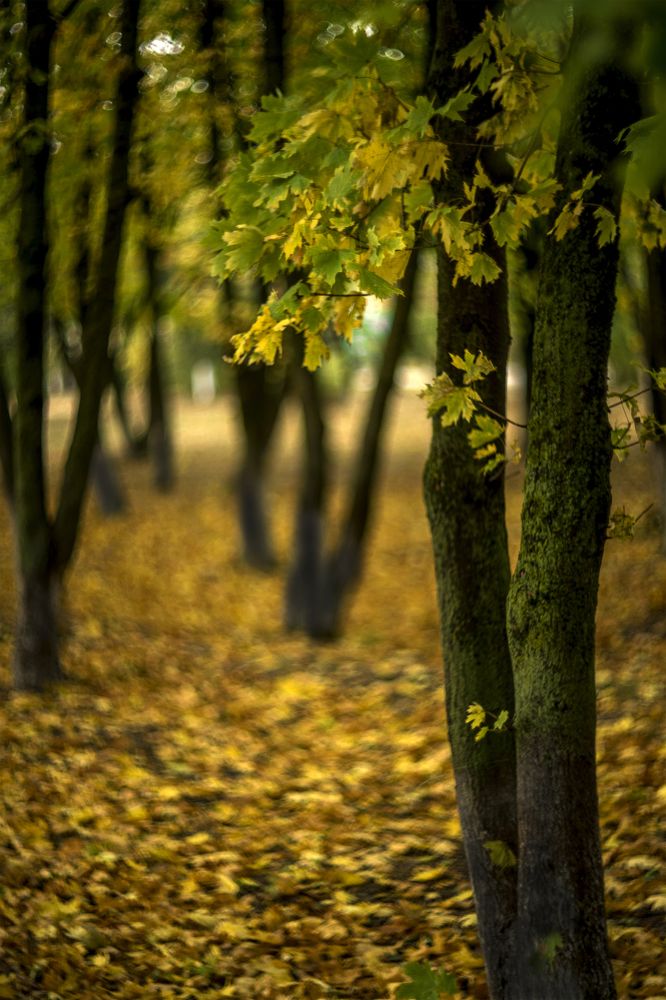 Photograph by Александр Сыроватка