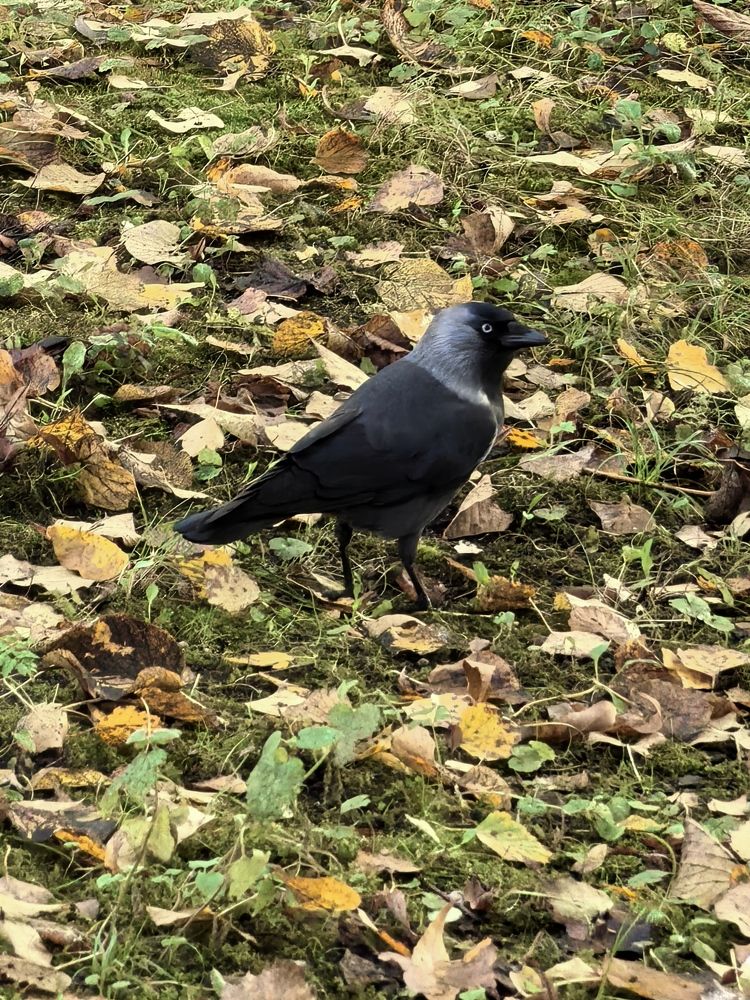 Фотография автора Александр Сипаров