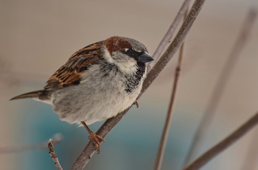 Фотография автора Оксана Льдинина
