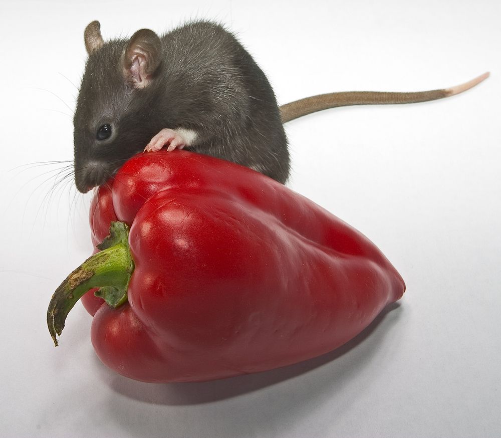 Photograph by Анатолий Долматов