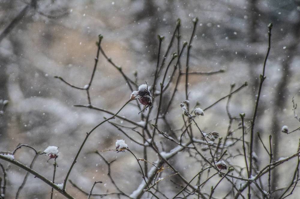 Photograph by Ирина Шибитова