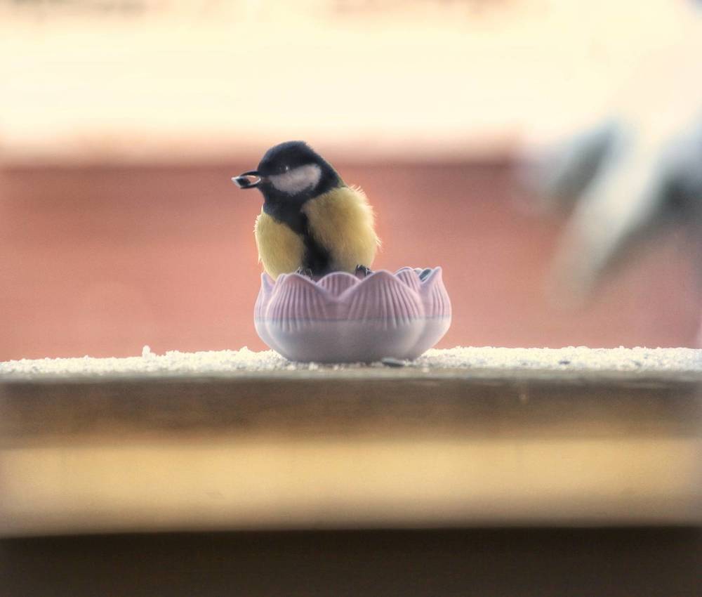 Photograph by Екатерина Колот