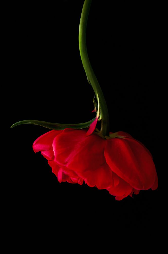 Photograph by Тараненко Анжелика