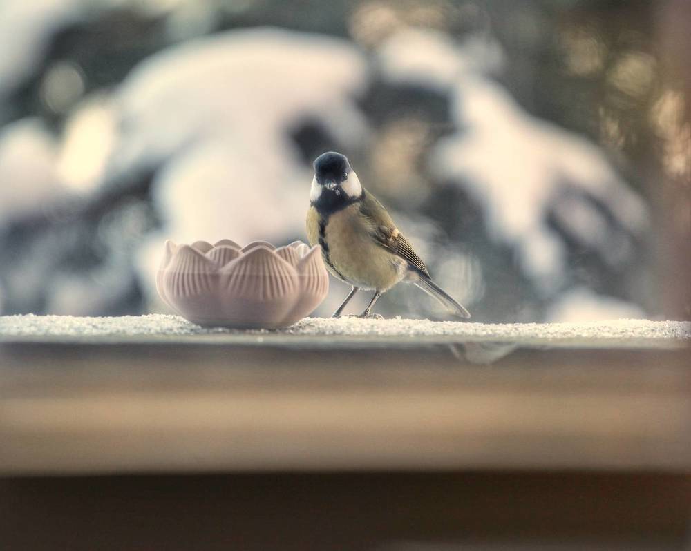 Photograph by Екатерина Колот