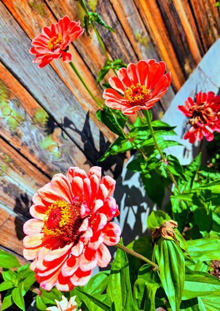 Photograph by Эльвира