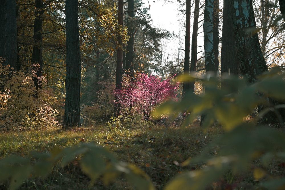 Photograph by Александр Денисов