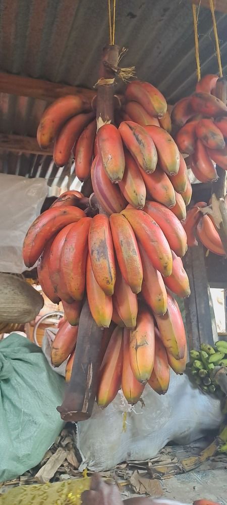 Photograph by mahboube moradalizade