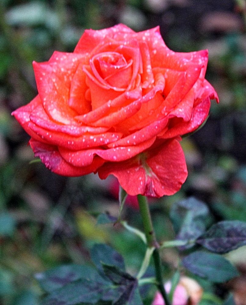 Photograph by Николай Леухин