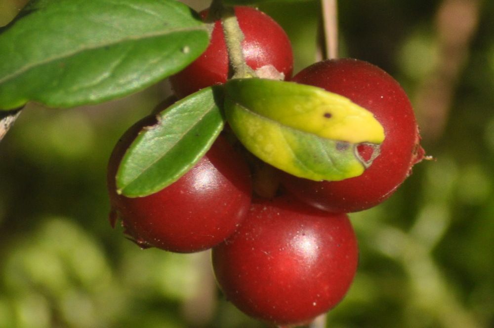 Photograph by Николай Леухин