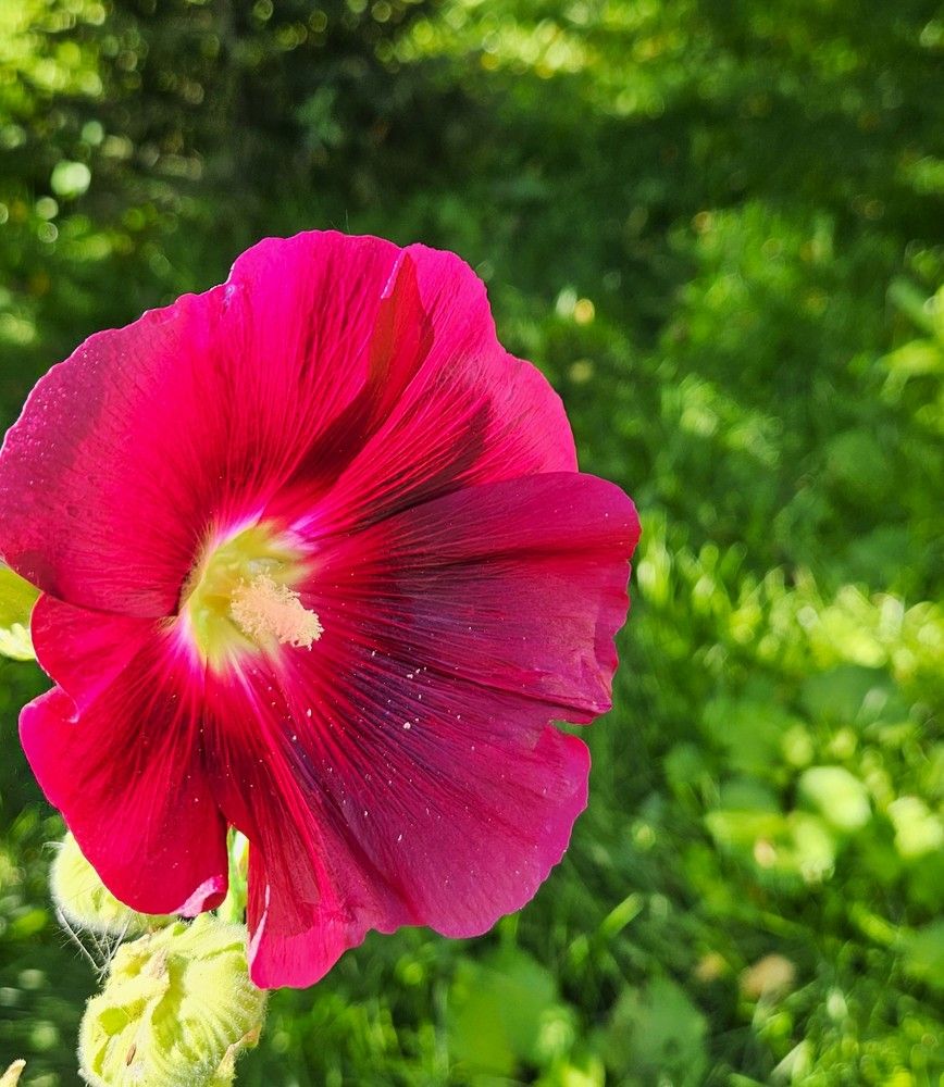 Photograph by Эльвира