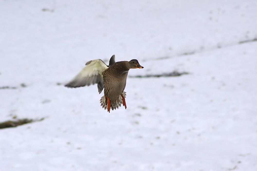 Photograph by Евгений Беленков