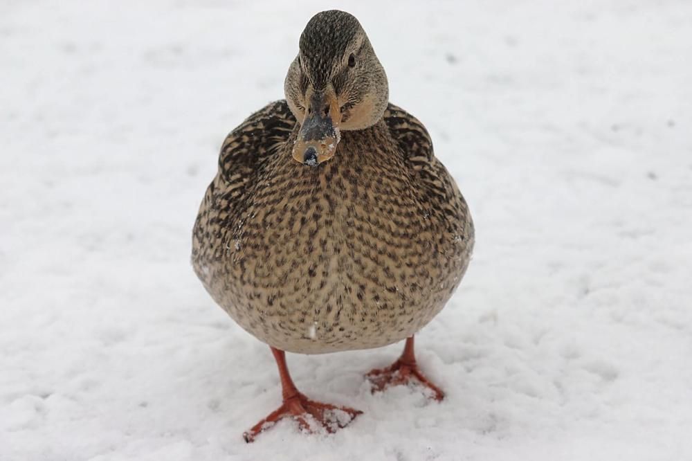 Photograph by Евгений Беленков