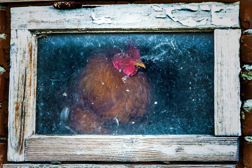 Photograph by Александр Сыроватка