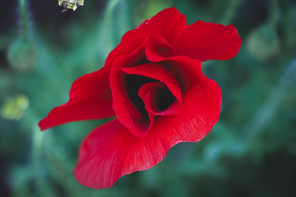 Photograph by Христина Сергейчик